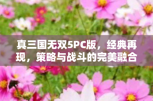 真三国无双5PC版，经典再现，策略与战斗的完美融合，真三国无双5PC版，经典再现，策略与战斗的完美融合