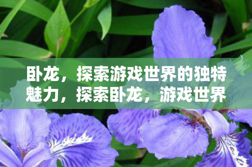 卧龙，探索游戏世界的独特魅力，探索卧龙，游戏世界的独特魅力