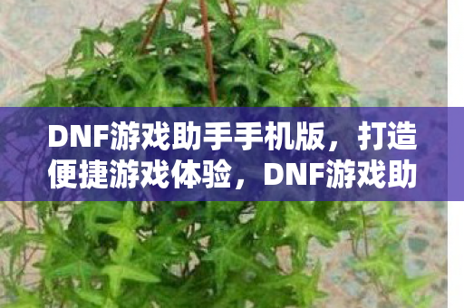 DNF游戏助手手机版图片