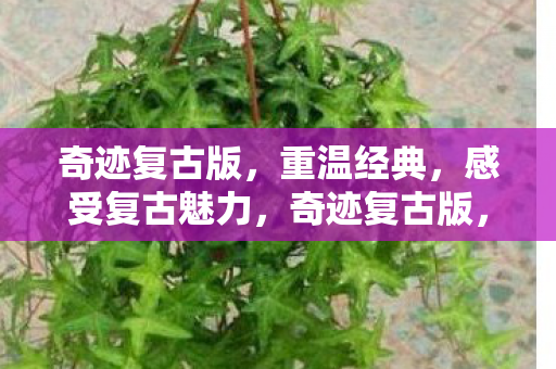 奇迹复古版,重温经典,感受复古魅力,奇迹复古版,重温经典,感受复古游戏魅力 奇迹复古版,重温经典,感受复古魅力,奇迹复古版,重温经典,感受复古游戏魅力