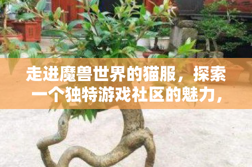 探索一个独特游戏社区的魅力图片