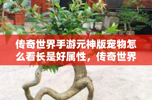 传奇世界手游元神版宠物怎么看长是好属性图片