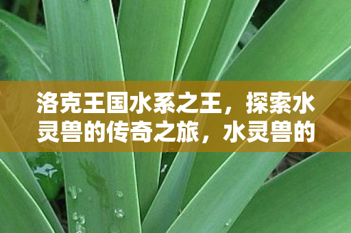 洛克王国水系之王，探索水灵兽的传奇之旅，水灵兽的传奇之旅，洛克王国水系之王