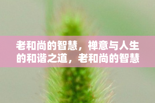 老和尚的智慧,禅意与人生的和谐之道,老和尚的智慧,禅意与人生的和谐之道 老和尚的智慧,禅意与人生的和谐之道,老和尚的智慧,禅意与人生的和谐之道